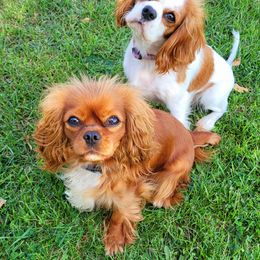 Cavalier King Charles Spaniel Puppies from Faithful Friends Cavaliers