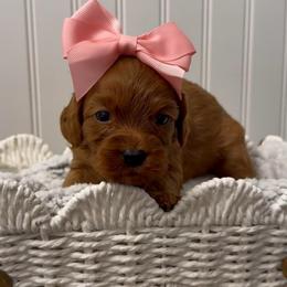 Rosie - Red female Cavapoo puppy in Knoxville, Tennessee from Dukes Forever Doodles