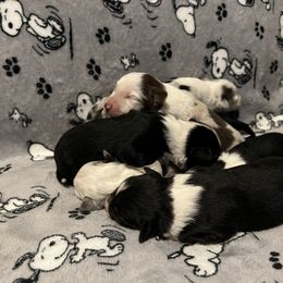 Miniature Australian Shepherd puppies from Checkered Flag Champions Mini Aussies