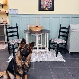 Wednesday - German Shepherd