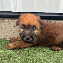 Lotis - Wheaten female Soft Coated Wheaten Terrier puppy in Nokomis, Illinois from Windhill Wheatens