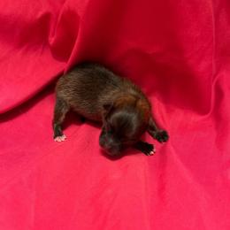 Pebbles - Orange sable female Pomeranian puppy in Zavalla, Texas from Precious Puff Poms