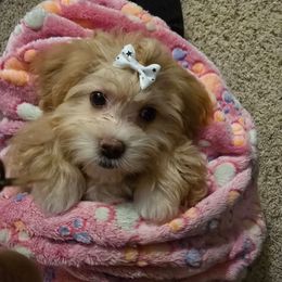 Lizzo - White and tan female Maltese puppy in Ludington, Michigan from OT Maltese & Co