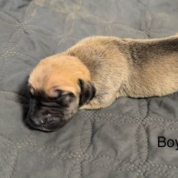 Boy 1 - Fawn male Great Dane puppy in Indianola, Iowa from Bull West Kennels