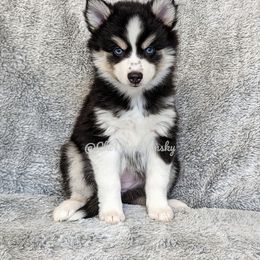 Pomsky Puppies from Chi-Town Pomsky