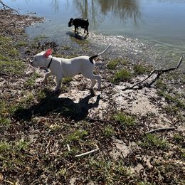 American Bulldog Puppies from Slayton's American Bulldogs