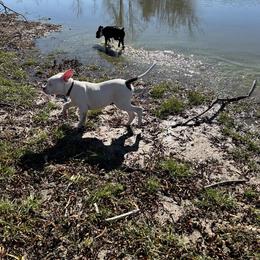 American Bulldog Puppies from Slayton's American Bulldogs