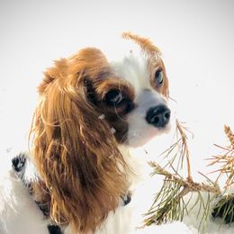 Lacey - Cavalier King Charles Spaniel