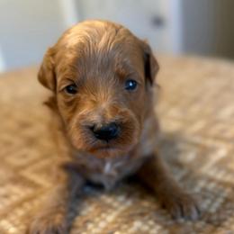 Lime green collar girl - Red  female Goldendoodle puppy in Vian, Oklahoma from Dog Days Doodles
