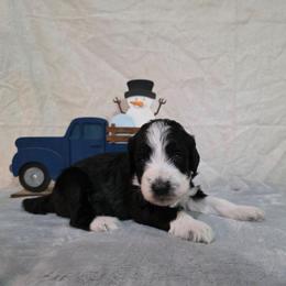Champagne - Black and white female Sheepadoodle puppy in Weatherford, Texas from Oodles of poodles and doodles
