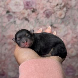 Dancer - Black and tan female Pomeranian puppy in Newport News, Virginia from Nel’s Pomeranians