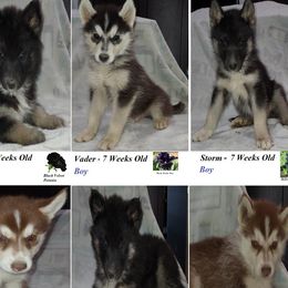 Siberian Huskies from Forever Young Siberian Huskies