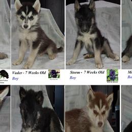 Siberian Huskies from Forever Young Siberian Huskies