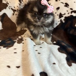 Bailey - Black and tan female Pomeranian puppy in Gainesville, Texas from Pomtastic Pomeranians