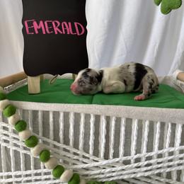 Emerald - Blue merle female Australian Shepherd puppy in Weeki Wachee, Florida from Ace of Spades Australian Shepherds