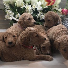 Goldendoodles from Wonderfuldoodles.com