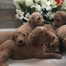 Goldendoodles from Wonderfuldoodles.com