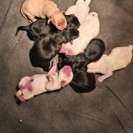 Black Male 2 - Black male Labrador Retriever puppy in Conway, Missouri from Patton's Triple Pine Farm