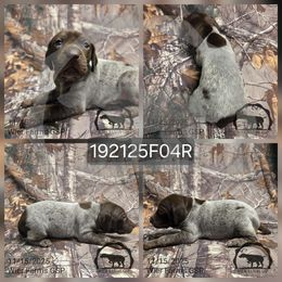 Girl 192125F04R - Liver and white female German Shorthaired Pointer puppy in Moyie Springs, Idaho from Wier Farms GSP