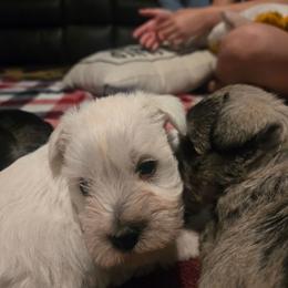 Star - White female Miniature Schnauzer puppy in Dozier, Alabama from The Bearded Lady Miniature Schnauzers