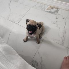 Pugs from Alisa's Pugs