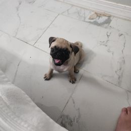 Pugs from Alisa's Pugs