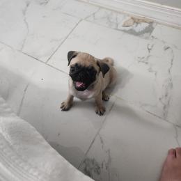 Pugs from Alisa's Pugs