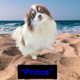 Prince - Pomeranian