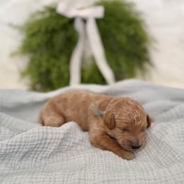 Goldendoodle Puppies from Luna & Willow Goldendoodle Paws 🐾
