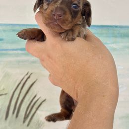 Aurora - Dapple female Dachshund puppy in Lakeland, Florida from Elite Doxies Florida