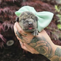 Teal collar - Merle male Great Dane puppy in Warren, Ohio from Loyal-Loves Great Danes