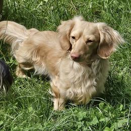 Ollie - Dachshund