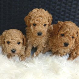 Pomeranians and Poodles from Twice The Love Puppies