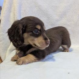 Penny - Chocolate and tan female Dachshund puppy in Choctaw, Oklahoma from TS Performance Horses & Dachshunds