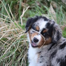 Border Collie, English Setter, and Miniature American Shepherd Puppies from First Harmony Farms
