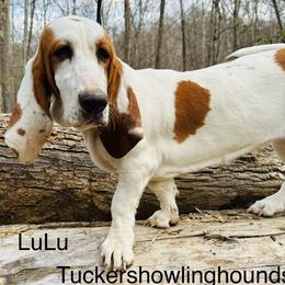 Lulu - Basset Hound