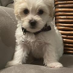 Double Doodle Puppies from Pup of Morgan_ Bichonpoo