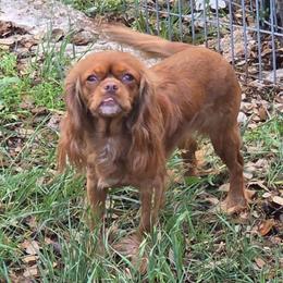 Poppy - Cavalier King Charles Spaniel