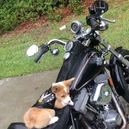 American Corgi and Pembroke Welsh Corgi Puppies from Lonesome Boone Corgis