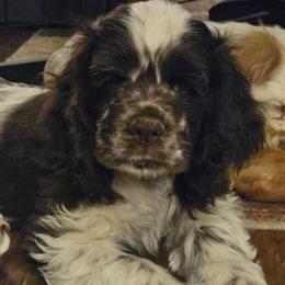 Pleakley - Brown and white male Cocker Spaniel puppy in Bonneville County, Idaho from Dream Catcher Cockers
