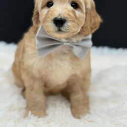 Grey Collar Boy - Apricot male Goldendoodle puppy in Bigfork, Minnesota from Timber Rock Doodles