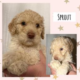 Sprout - Cream male Poodle puppy in Surprise, Arizona from Oh Doodles Doodlery