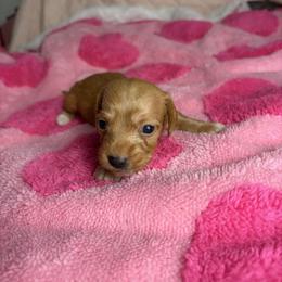 Rachel - Wheaten female Dachshund puppy in Lake City, Florida from My Ditzy Doxies of Florida