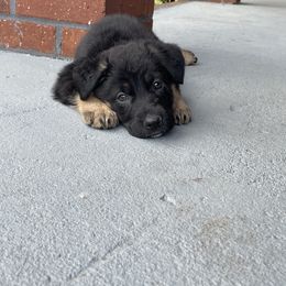 Phoenix - German Shepherd puppy in Jacksonville, Florida from J & J Ranch