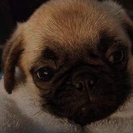 Pugs from Moore's Little Pug's