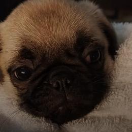 Pugs from Moore's Little Pug's