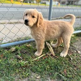 London - Light golden female Golden Retriever puppy in Bountiful, Utah from Everest's Golden Legacy