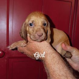 Violet - Red female Bloodhound puppy in Conway, Missouri from Ozark Mountain Kennel