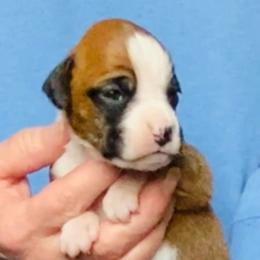 Black - Fawn female Boxer puppy in Oregon, Pennsylvania from Schaible's Boxer Huddle