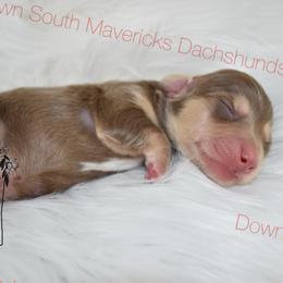 Chocolate and cream - Chocolate and cream male Dachshund puppy in Seminary, Mississippi from Down South Mavericks Dachshunds